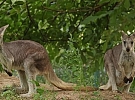 Klokani horští se zabydlují v plzeňské zoo