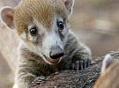 Plzeňská zoo hlásí mnoho přírůstků