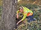 Trojka prověřuje rizikové stromy, rozhodne jejich skutečný stav