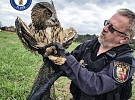 Zraněná samice výra skončila v péči záchranné stanice