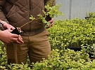 Plzeňští lesníci chtějí lesy odolnější klimatické změně, začínají si strojově vyrábět sazenice