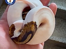 V zabouchnutém bytě zůstali exotičtí hadi mimo terárium