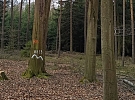 Staré stromy v plzeňských lesích dají život mnoha dalším organismům