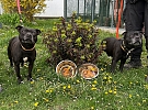 Druhé ,,útulkové“ narozeniny Xanadu a Staforiho