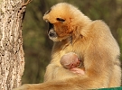 Do zoo za korunu