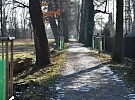 Stromolezci budou pracovat v korunách stromů Kilometrovky, aby byla alej pro chodce i cyklisty bezpečnější