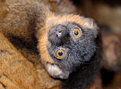 Inventura U lemura