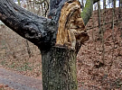 Správa veřejného statku zahájila odstraňování suchých a poškozených dřevin v parcích
