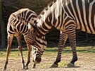 Hledáme ošetřovatele afrických kopytníků