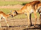 Návštěvnost zoo za rok 2025 byla čtvrtá nejvyšší v historii
