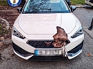 Kuriózní „dopravní nehoda“, kterou opravdu nevídáme často