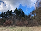 V Arboretu Sofronka začne 16. března prořez dřevin a kácení stromů