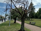 Odborníci budou odstraňovat suché a poškozené dřeviny v městských parcích. Plzeň žádá návštěvníky o obezřetnost
